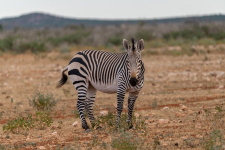 Plains zebra, Equus quagga, single mammal in grass, South Africaの写真素材