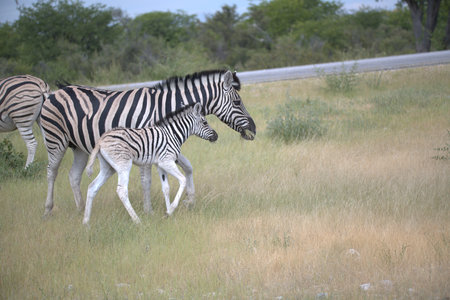 Zebra in the Okavango Delta - Moremi National Park in Botswanaの写真素材