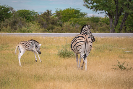 Zebras in Chobe National Park, Botswana, Africaの写真素材