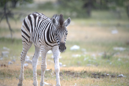 Plains Zebra - Equus quagga burchelliiの写真素材