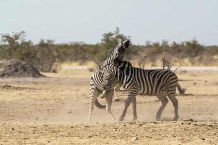 Two zebras playing in the Etosha National Park, Namibiaの写真素材