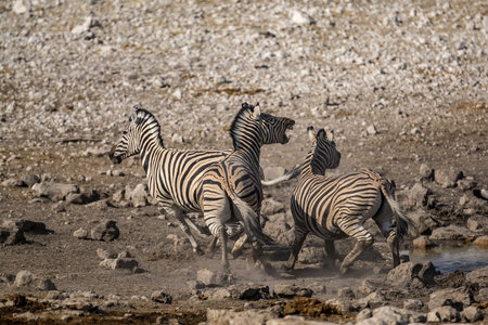 Zebras in the Etosha National Park, Namibiaの写真素材