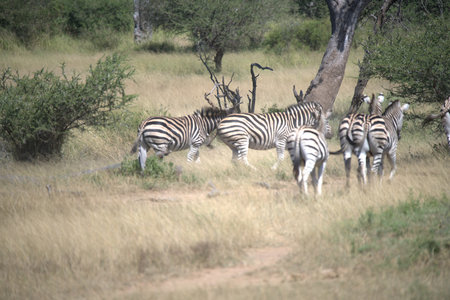 Zebras in the Moremi Game Reserve (Okavango River Delta), National Park, Botswanaの写真素材