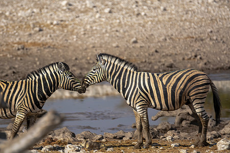 Two zebras drinking at a waterhole in Etosha National Park, Namibiaの写真素材