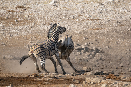 Burchell's Zebra (Equus burchelli) in Etosha National Park, Namibiaの写真素材