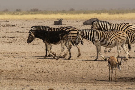 Zebras in the Etosha National Park in Namibiaの写真素材