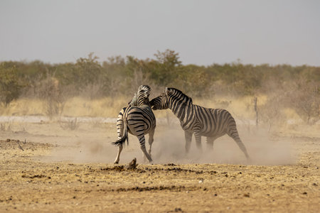 Burchell's Zebra (Equus quagga burchelli) in Etosha National Park, Namibiaの写真素材