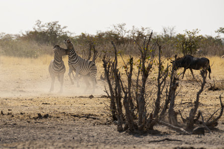 Zebras in the Etosha National Park, Namibiaの写真素材