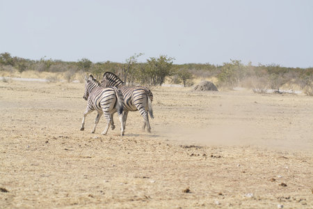 Zebras in the Etosha National Park, Namibiaの写真素材