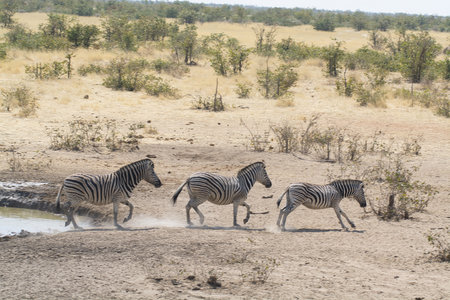 Burchell's zebras (Equus quagga burchelli) in the Etosha National Park, Namibiaの写真素材