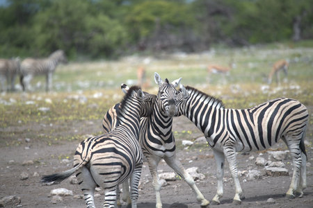 Zebras in Botswana, Africaの写真素材