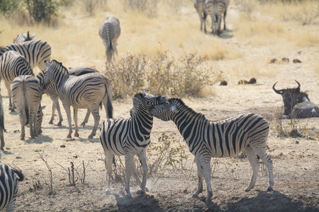 Zebras in the Etosha National Park in Namibiaの写真素材