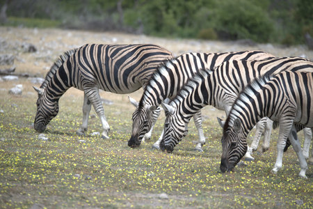 Zebras in the Etosha National Park, Namibiaの写真素材