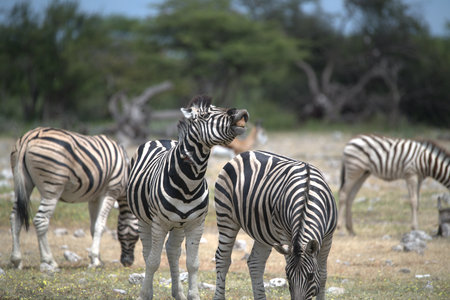 Zebras in the Etosha National Park in Namibiaの写真素材