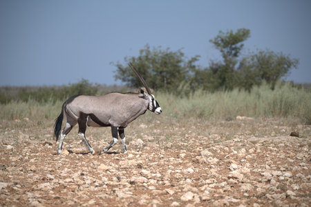 Gemsbok antelope (Oryx gazella)の写真素材