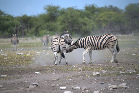 Plains zebra (Equus quagga burchellii) in Etosha National Parkの写真素材