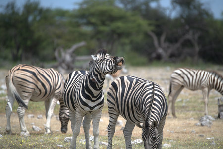 Zebras in Chobe National Park, Botswana, Africaの写真素材