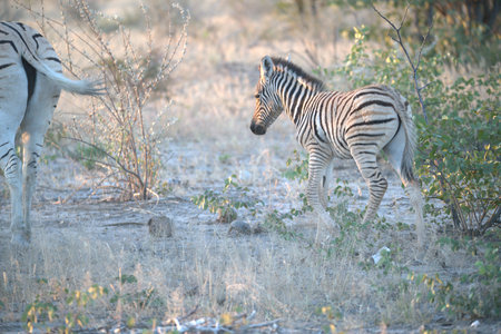 Zebra in the Okavango Delta - Moremi National Park in Botswanaの写真素材
