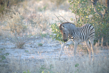 Burchell's Zebra (Equus quagga burchelli)の写真素材