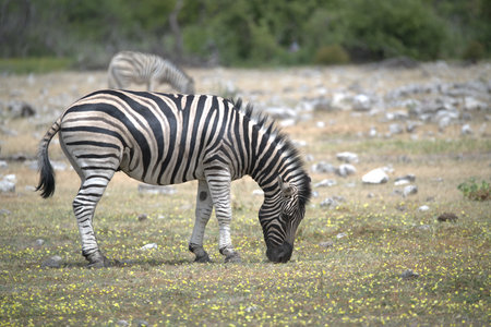 Burchell's Zebra (Equus burchelli) - Kruger National Park, South Africa