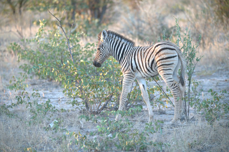Burchell's Zebra - Equus quagga burchelliiの写真素材