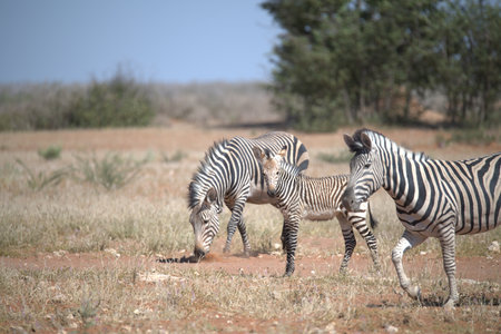 Zebras in the Okavango Delta - Moremi National Park in Botswanaの写真素材