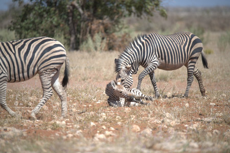 Plains zebra, Equus quagga, single mammal in grassの写真素材