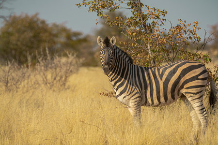 Burchell's Zebra - Equus quagga burchelli