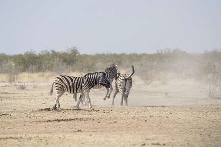 Plains zebra (Equus quagga burchellii) in the Etosha National Park, Namibia