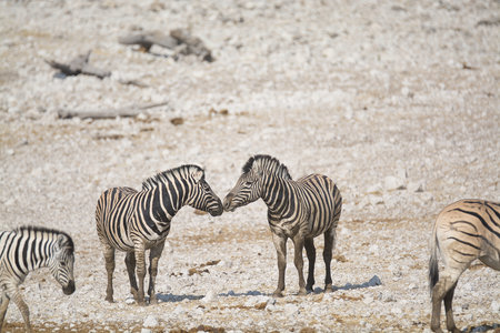 Zebras in the Etosha National Park, Namibia