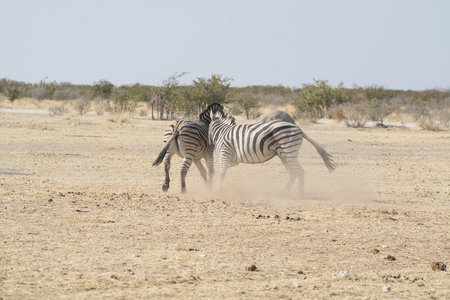 Plains zebra in Etosha National Park, Namibiaの写真素材