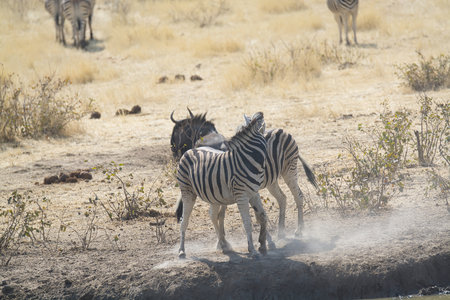 Zebras in the Etosha National Park in Namibiaの写真素材
