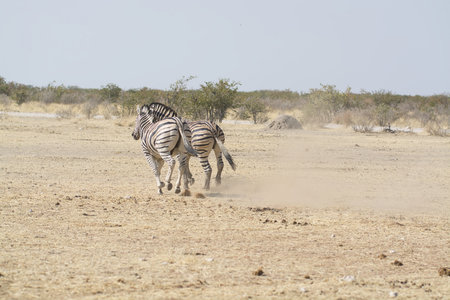 Plains zebra in Etosha National Park, Namibiaの写真素材