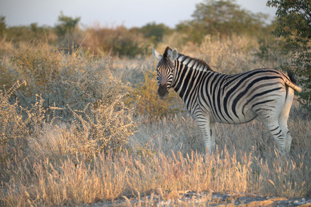 Burchell's Zebra - Equus quagga burchelliの写真素材