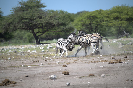 Zebras in the Etosha National Park, Namibiaの写真素材
