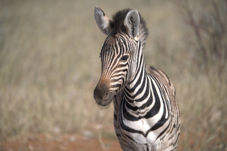 Plains zebra (Equus quagga burchellii)
