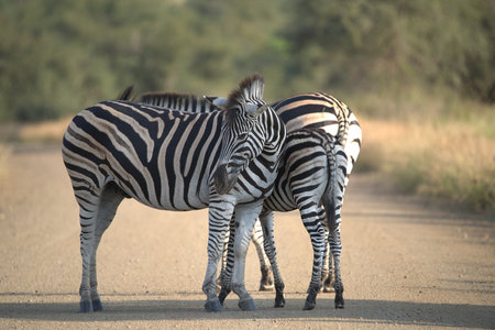 Zebra in Kruger National Park, South Africa ; Species Equus quagga burchellii family of Equidae
