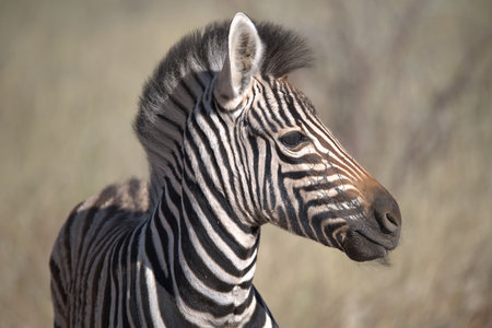 Plains Zebra - Equus quagga burchelliiの写真素材