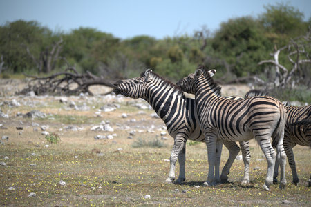 Zebras in the Etosha National Park in Namibiaの写真素材