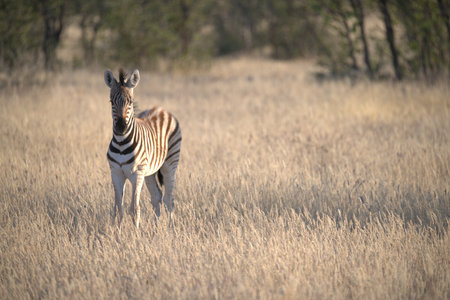 Burchell's Zebra (Equus burchelli) in the Okavango Delta, Botswanaの写真素材