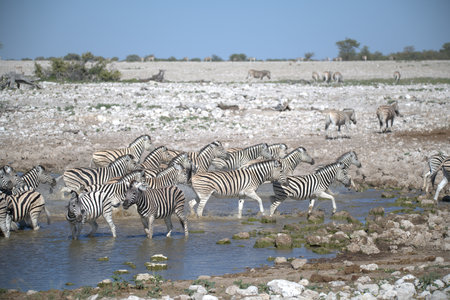 Plains zebras drinking at a waterhole in Etosha National Park, Namibiaの写真素材
