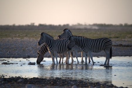 Burchell's zebras drinking at a waterhole in Etosha National Park, Namibiaの写真素材