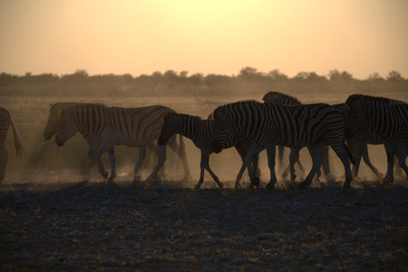 Zebras in the Etosha National Park, Namibiaの写真素材