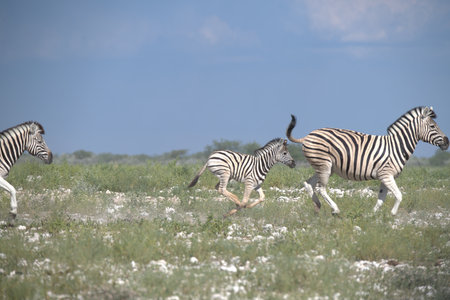 Plains zebra, Equus quagga, multiple mammals in grass, South Africaの写真素材