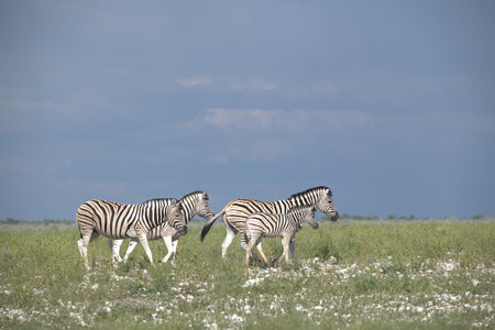 Plains zebra in the Okavango Delta - Moremi National Park in Botswanaの写真素材