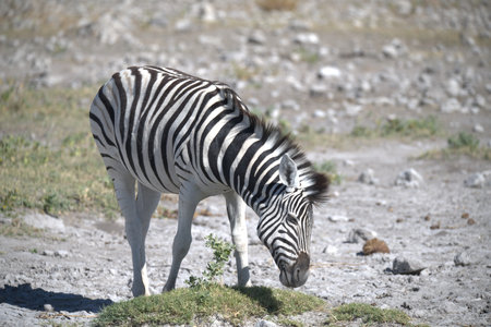 Zebra in Etosha National Park, Namibia, Africaの写真素材