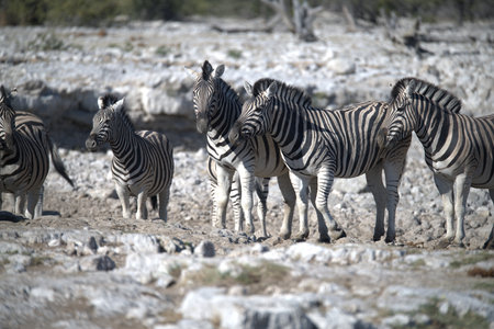 Zebras in the Etosha National Park, Namibiaの写真素材