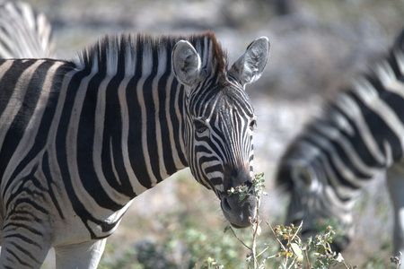 Plains zebra (Equus quagga burchelli)の写真素材