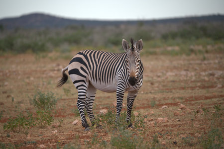 Plains zebra, Equus quagga, single mammal on ground, South Africaの写真素材
