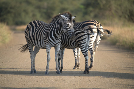 Two zebras in the Moremi Game Reserve (Okavango River Delta), National Park, Botswanaの写真素材